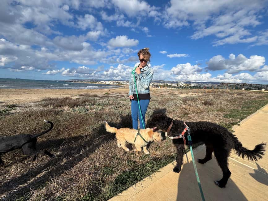 Paphos: Lighthouse Area Beach Walk with Rescue Dogs - Who This Paphos Experience Fits Best (and Who Should Skip It)