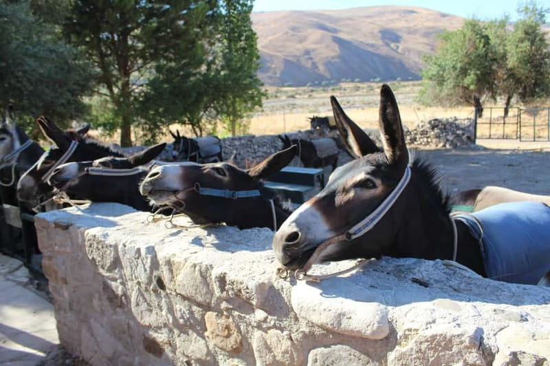 Paphos/Limassol: Donkey Farm Day Trip with Lunch & Tastings - Key Things You’ll Notice on This Trip