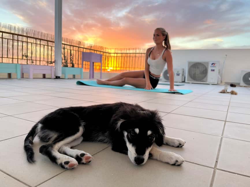 Paphos (Peyia): Mindful Yoga with Rescue Puppies - The 75 to 90 minute flow: welcome, gentle yoga, cuddle time, and Q&A