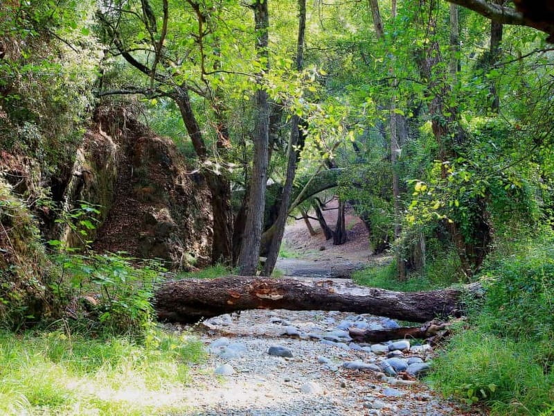 Paphos: Scenic Troodos Mountains Tour with Wine Tasting - From Hotel Pickup to First Views in the Troodos