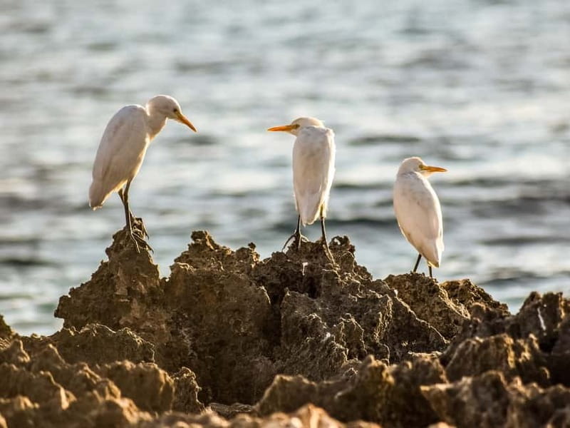 Paphos: Sea Star Cruise to Coral Bay - Key Highlights at a Glance
