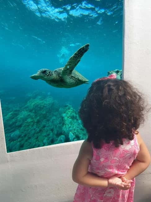 Paphos: Swim Cruise with Turtle Watching, Drinks & Aperol - Key points at a glance