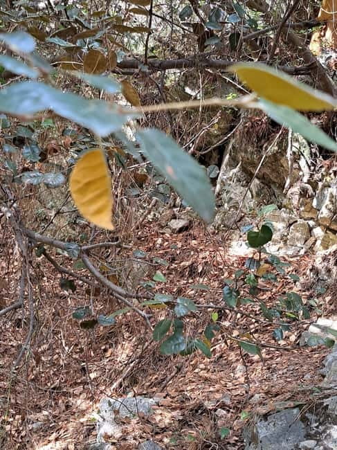 Paphos: Troodos Mountains Jeep Tour with Wine Tasting - Tzelefos Venetian Bridge: A 500-Year Old Structure You Cross Up Close