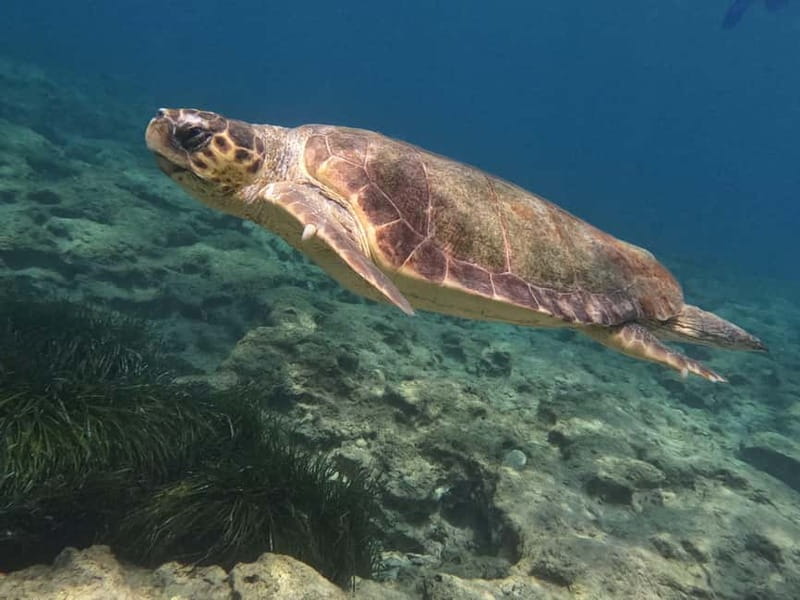 Paphos: Turtle-Watching Snorkeling Sea Scooter Trip - Price and Value: Is $70 Fair for This Setup?