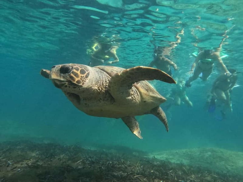 Paphos: Turtle-Watching Snorkeling Sea Scooter Trip - When to Go for the Best Turtle Chances (April vs. May to November)