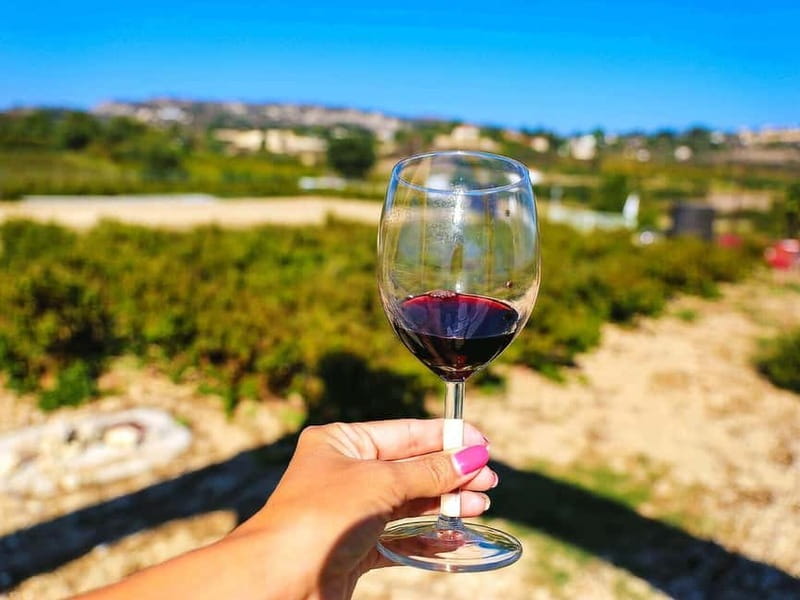 Paphos: Wine Tour - Vineyards, Tastings & Scenic Views - Sterna Winery & Wine Museum (Kathikas): tasting where the grapes come from