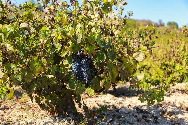 Paphos: Wine Tour - Vineyards, Tastings & Scenic Views - Price and value: is $111 per person worth it?