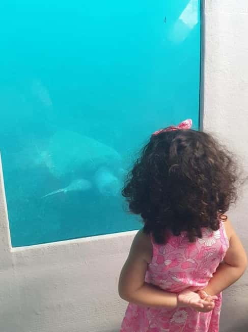Paphos: Yellow Submarine Swim Cruise with Unlimited Drinks - Price and value: is $41 fair for a 2-hour semi-submarine cruise?