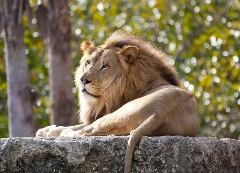 Paphos: Zoo Visit and Blue Lagoon Cruise with Guide & Lunch - Key Highlights You’ll Actually Care About