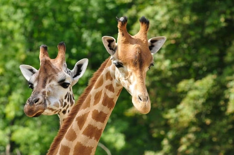 Paphos: Zoo Visit and Blue Lagoon Cruise with Guide & Lunch - Entering Paphos Zoo, Banana Plantations, and the Parrot Show