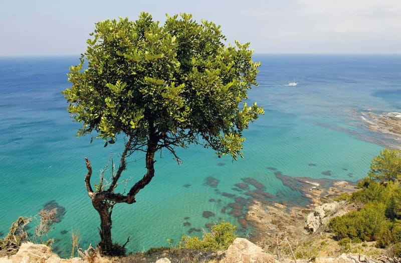 Paphos: Zoo Visit and Blue Lagoon Cruise with Guide & Lunch - Timing and Logistics, Pickup vs Start Time