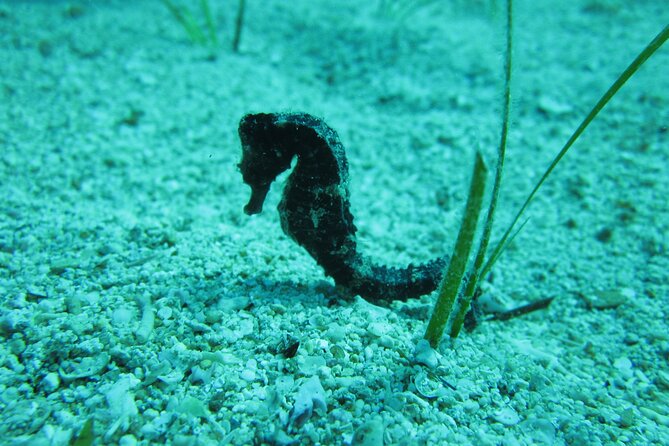 Private Discovery Dive + Photos & Videos - Why the private format is a big deal for first-timers