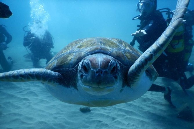 Private Diving at Zenobia Wreck in Larnaka - Pickup in Larnaca and getting there without losing the day