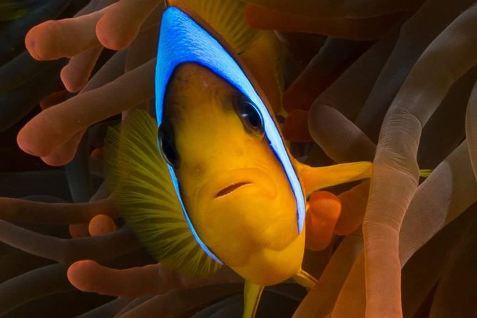 Private Diving at Zenobia Wreck in Larnaka - Price and value: what you’re actually paying for at $187.53