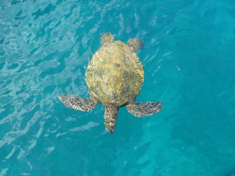 Private Jeep Safari Turtle Adventure & Adonis Waterfalls - Key points before you go
