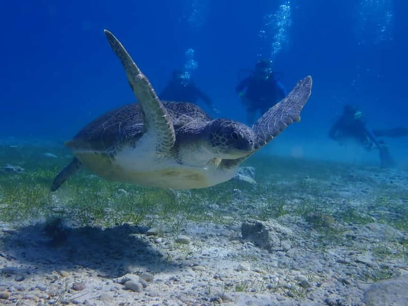 Protaras: Cape Grecko Single Dive for Qualified Divers - Key highlights worth planning for