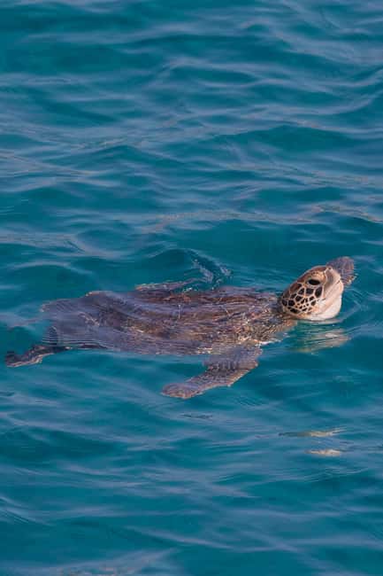 Protaras: Turtle Cove & Blue Lagoon Sunset Cruise - Turtle Cove Swim Time: Why This Stop Matters