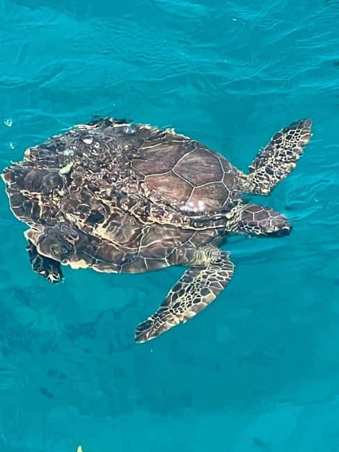 Protaras: Waterworld Turtle Cove Cruise with Swim Stops - Key highlights and what matters