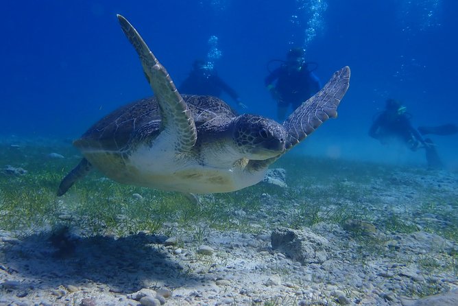 Scuba Diving Activity in Pernera - What happens right after you surface, with refreshments and photo viewing