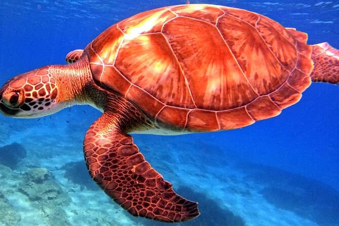 Scuba Diving Adventure at Green Bay Beach - Green Bay Beach, Fish Rock, and Greek Statues Underwater Stops