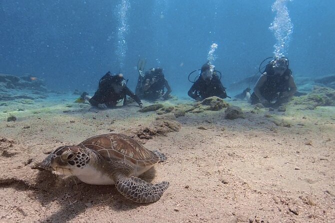 Scuba Diving Experience (10+ Years) AND Free Edited Video - The lesson itself: PADI Discover coaching in shallow, calm water