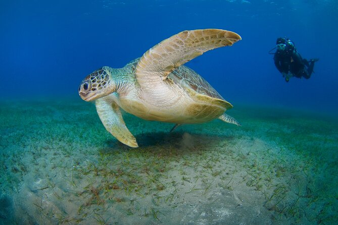 Scuba Diving Experience & MUSAN Dive + Free Edited Video 2xdives - Starting With DSD Training in Shallow Calm Water