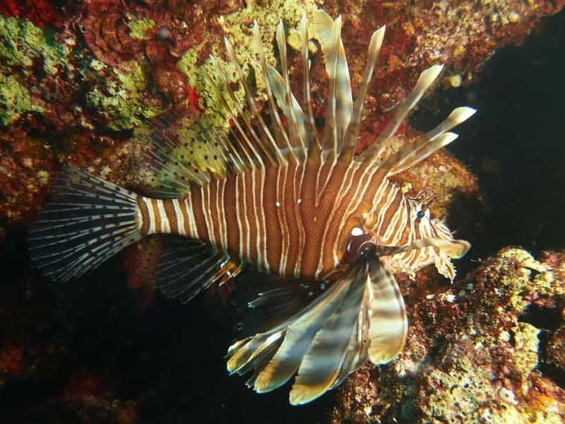 Scuba Diving - Tunnels & Caves - Cape Greco - private guided - Practical tips: what to bring and how to plan your day