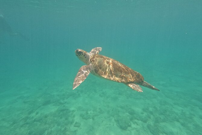 snorkeling ,Turtle Watching in Cyprus - Key highlights worth knowing before you go