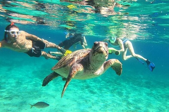 snorkeling ,Turtle Watching in Cyprus - Turtle watching off Paphos, built around calm and control
