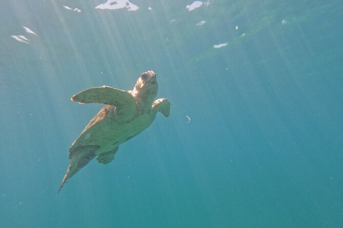 snorkeling ,Turtle Watching in Cyprus - The turtle watching swim: what you’ll likely see and how it works