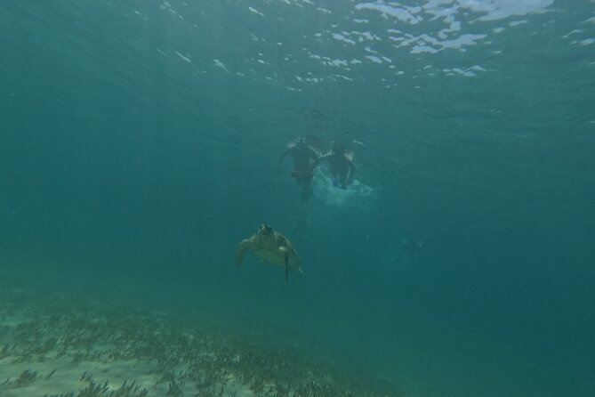 snorkeling ,Turtle Watching in Cyprus - Conservation notes that actually help you behave better