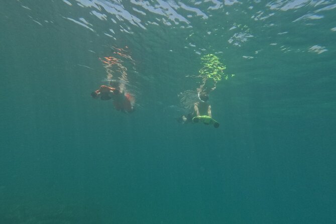 snorkeling ,Turtle Watching in Cyprus - Price and value: is $72.59 for this morning fair?