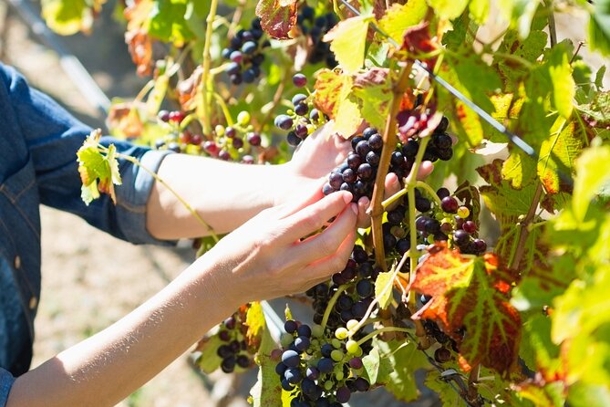 Troodos Mountains Grape Escape: All Inclusive Food & Wine Tour - Price and logistics, and why the all-inclusive format can save you money