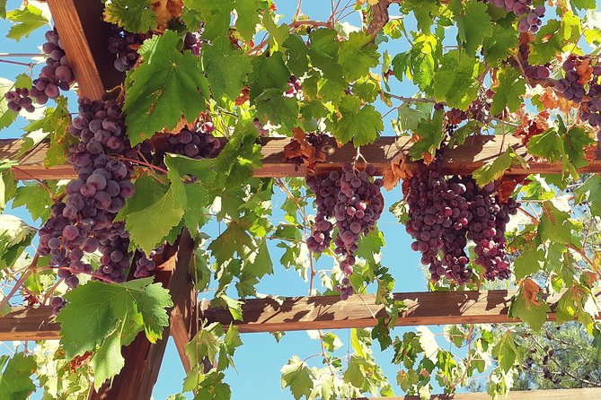 Troodos Mountains Vino Venture: All Inclusive Full Day Wine Tour - Why Troodos Vino Venture feels different from a typical wine day