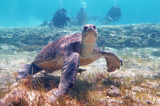 Try a Scuba Diving Experience - The bay, marine life, and how to get the most from the water time