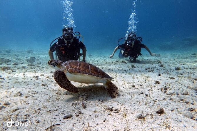 Try a Scuba Diving Experience - Pickup, timing, and where the meeting point fits into your plans