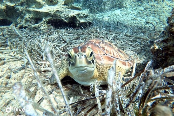 Try a Scuba Diving Experience - Is the $90.74 price a good deal for what you get?