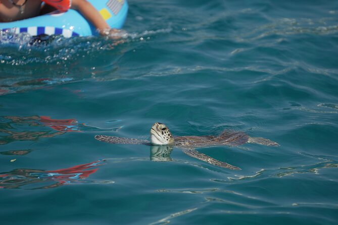 Yellow Boat Cruises: Afternoon Family Blue Lagoon & Turtle Cruise - Time, price, and what you actually get for about $36