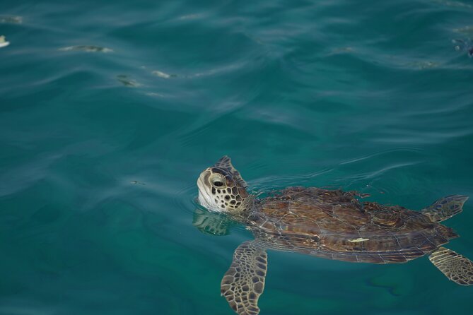 Yellow Boat Cruises: Morning Family Blue Lagoon & Turtle Cruise - Who should book this cruise, and who might prefer something else